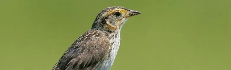 Saltmarsh sparrow