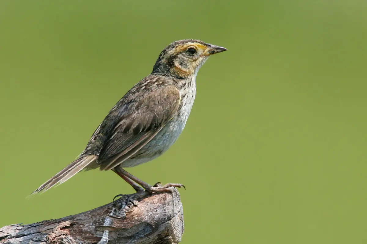 Saltmarsh sparrow