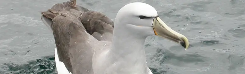 Salvin's albatross