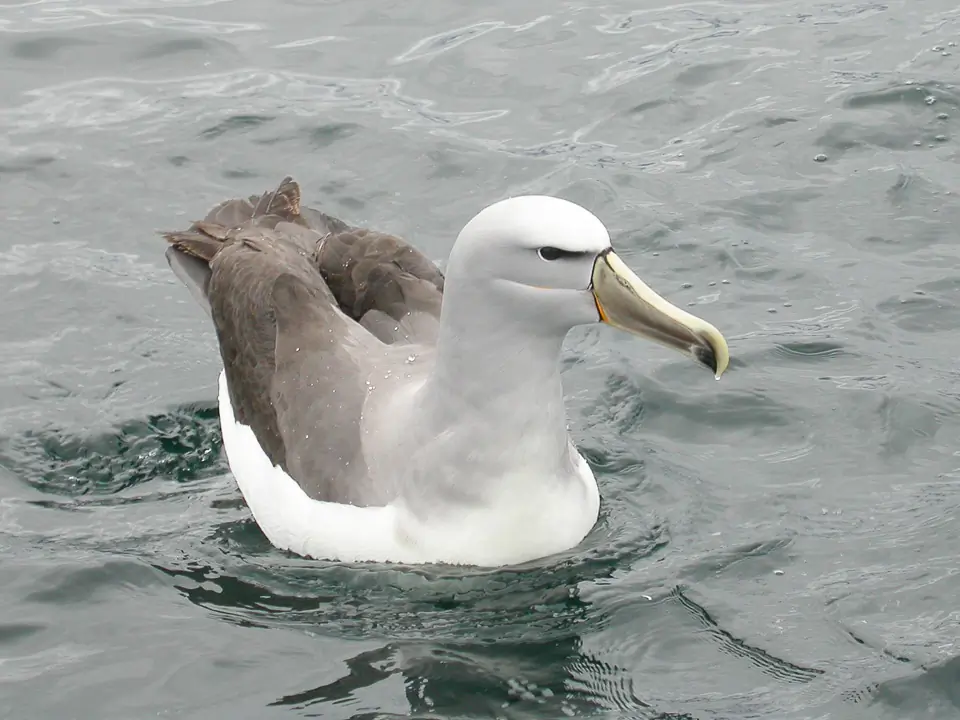 Salvin's albatross