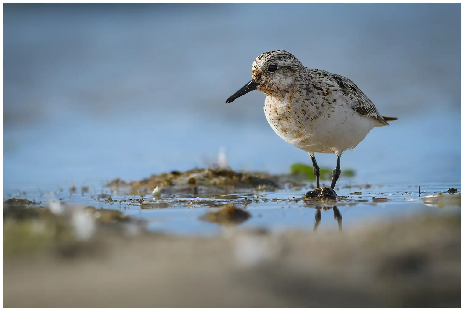Sanderling