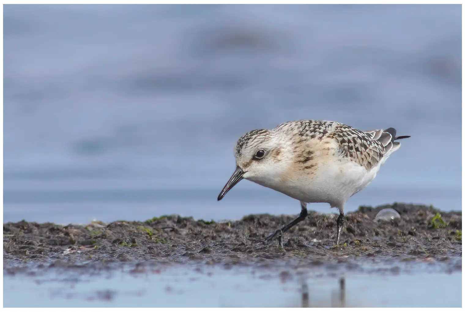 Sanderling