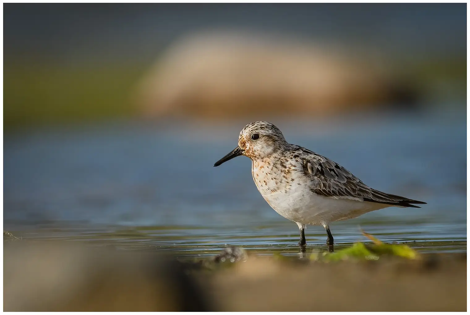 Sanderling