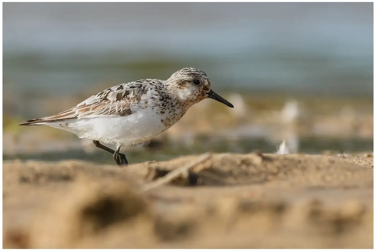 Sanderling