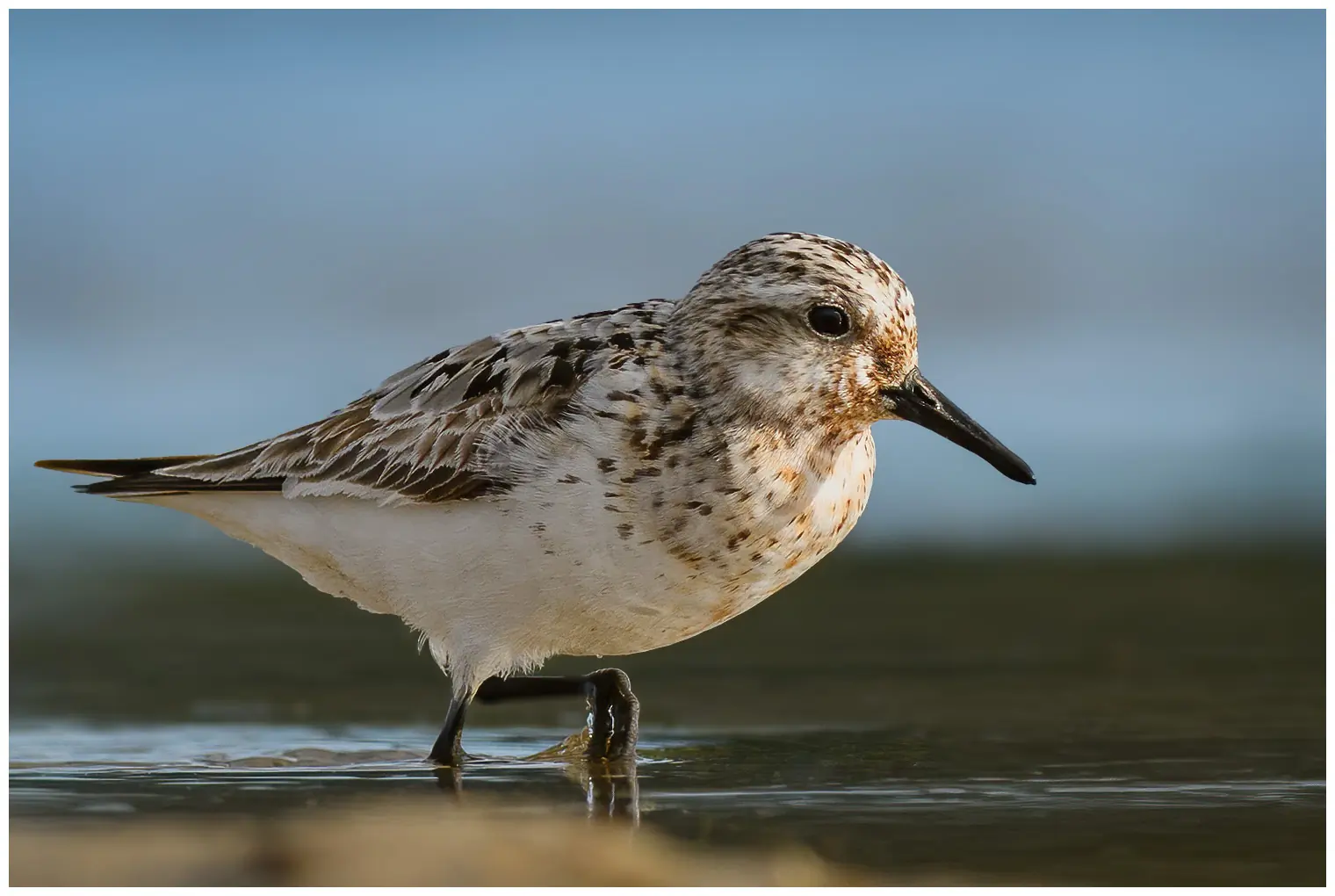 Sanderling