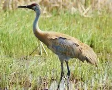 Sandhill crane