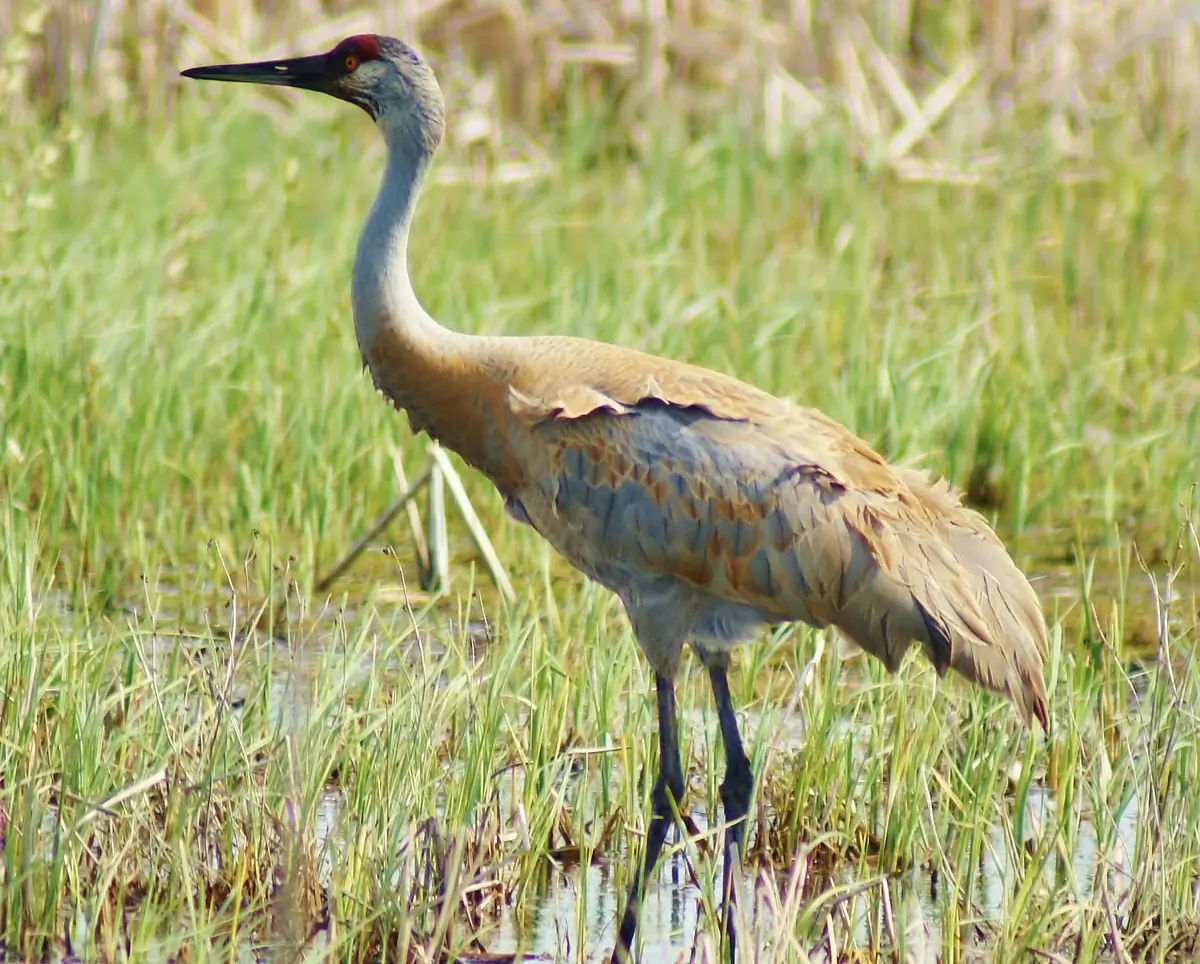 Sandhill crane