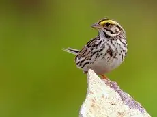 Savannah sparrow