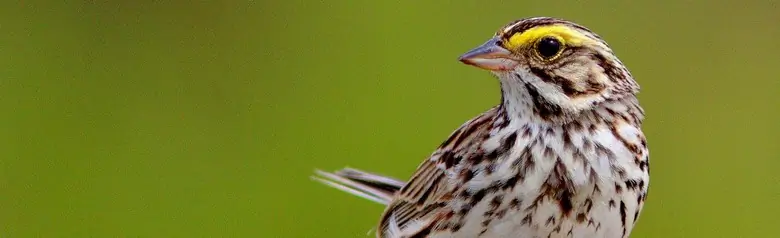 Savannah sparrow