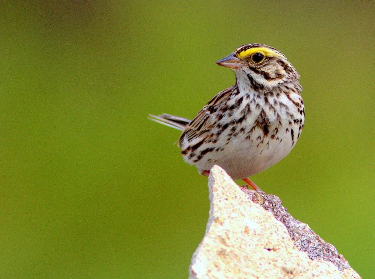 Savannah sparrow