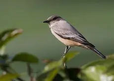 Say's phoebe