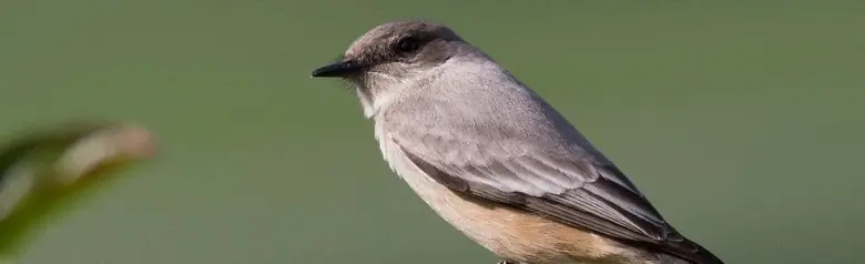 Say's phoebe