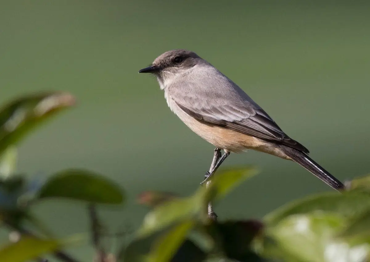 Say's phoebe