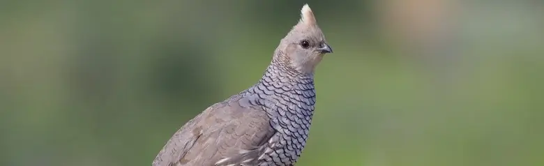 Scaled quail