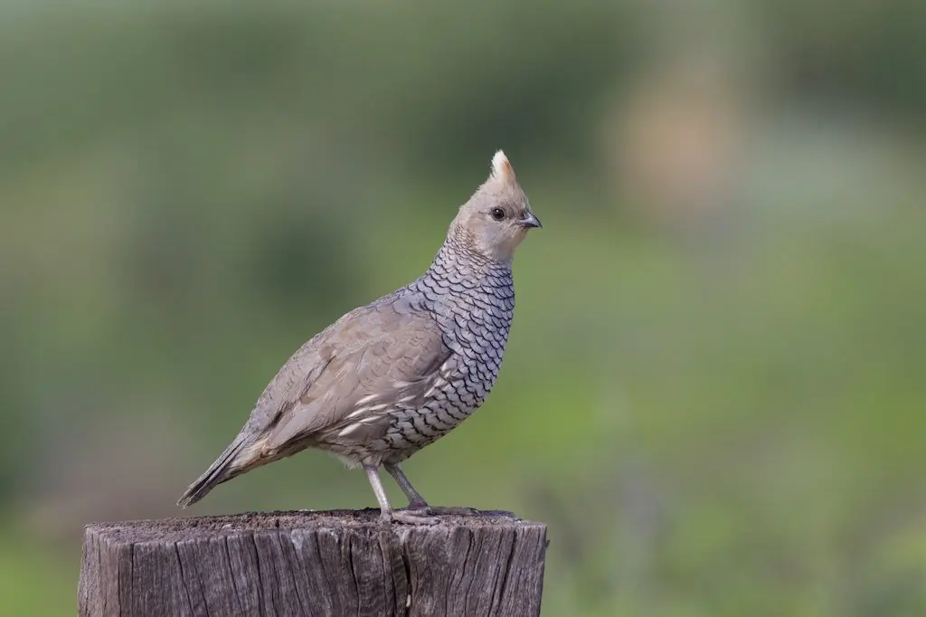 Scaled quail
