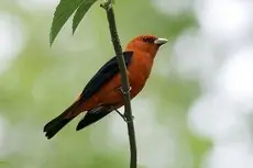 Scarlet tanager
