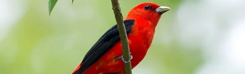 Scarlet tanager