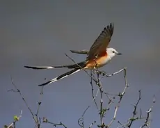 Scissor-tailed flycatcher