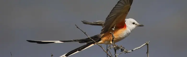 Scissor-tailed flycatcher