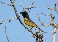 Scott's oriole