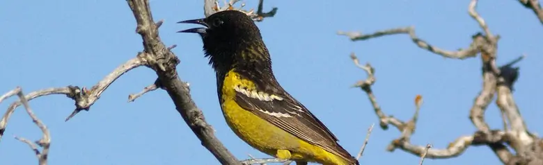 Scott's oriole