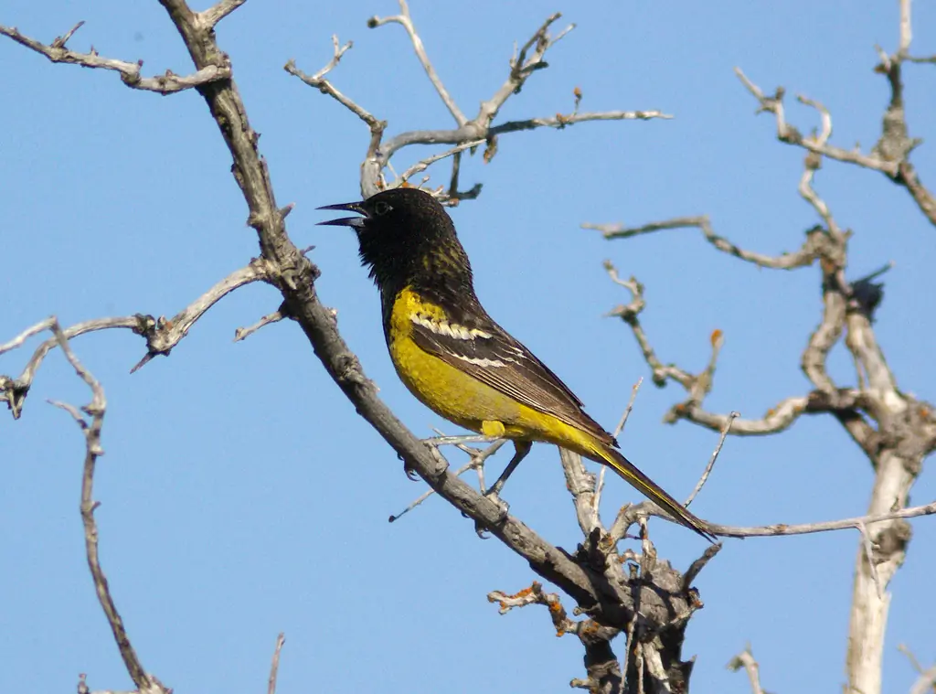 Scott's oriole