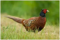 Ring-necked pheasant