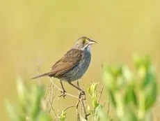 Seaside sparrow