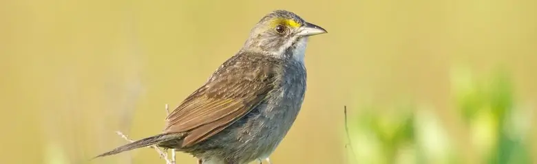 Seaside sparrow