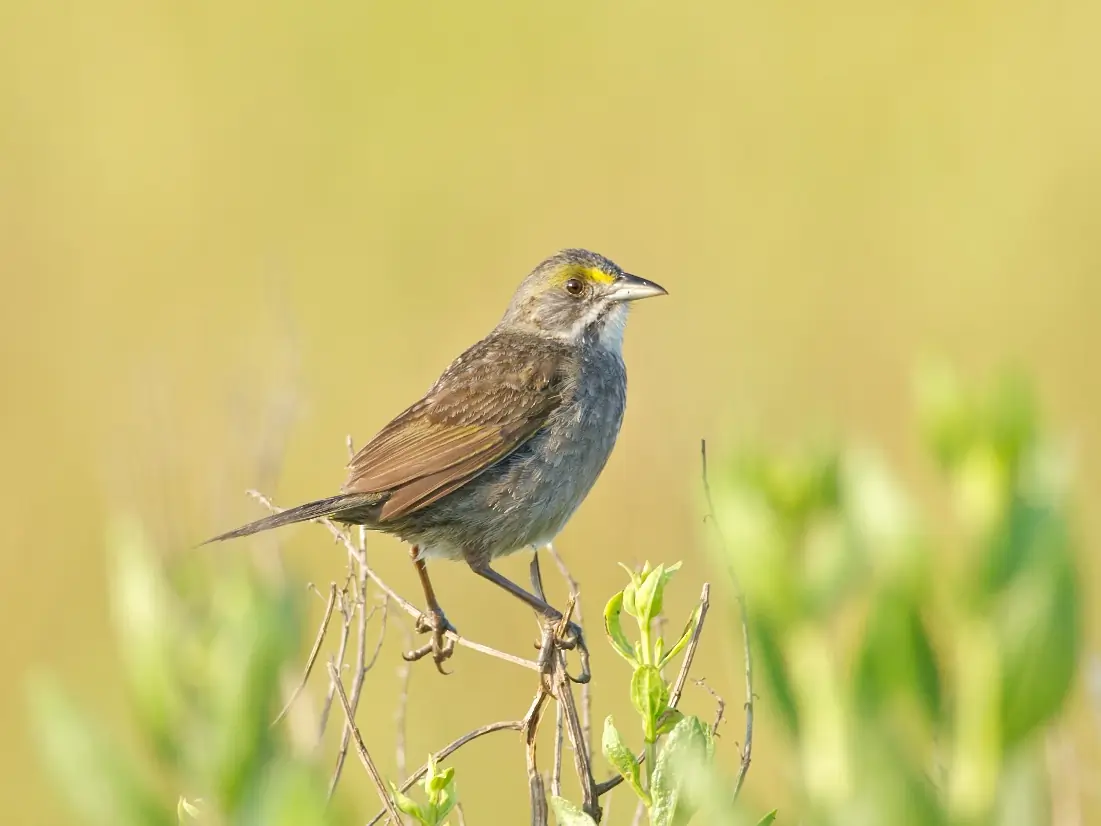 Seaside sparrow