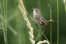 Sedge wren