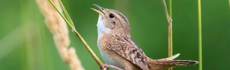 Sedge wren