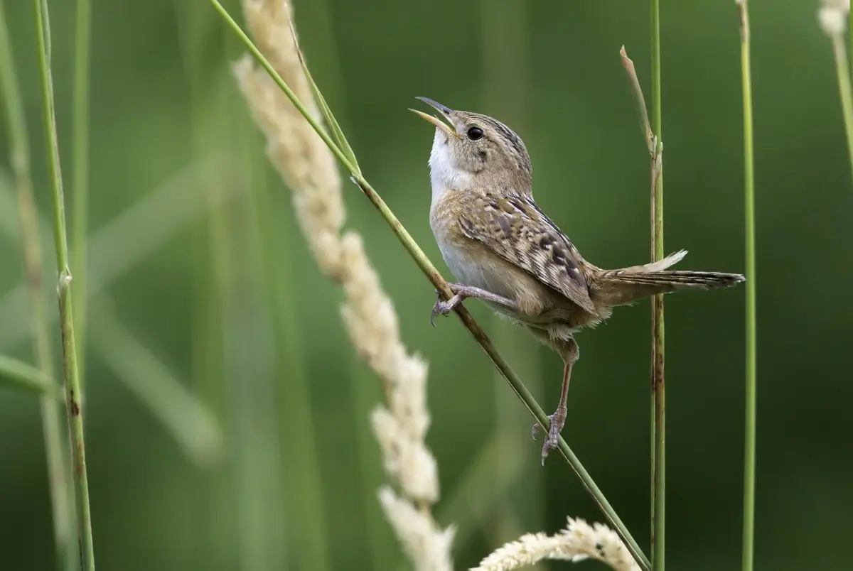Sedge wren
