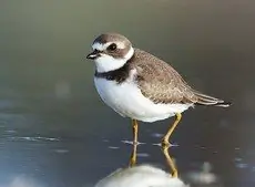 Semipalmated plover