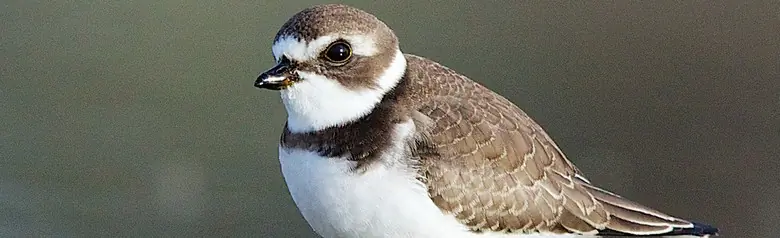 Semipalmated plover