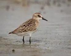 Semipalmated sandpiper