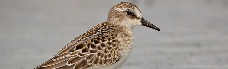 Semipalmated sandpiper