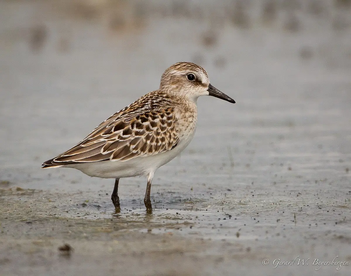 Semipalmated sandpiper