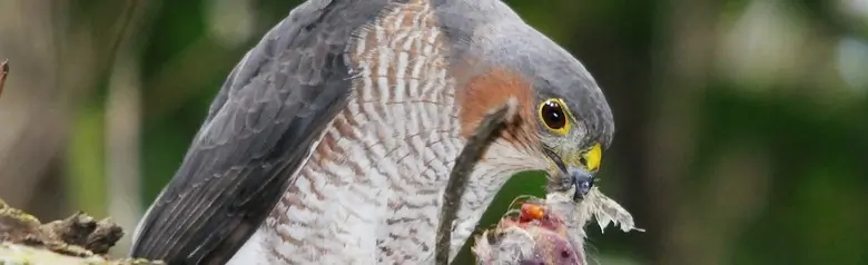 Sharp-shinned hawk
