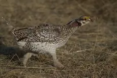 Sharp-tailed grouse