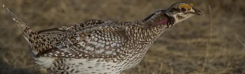 Sharp-tailed grouse
