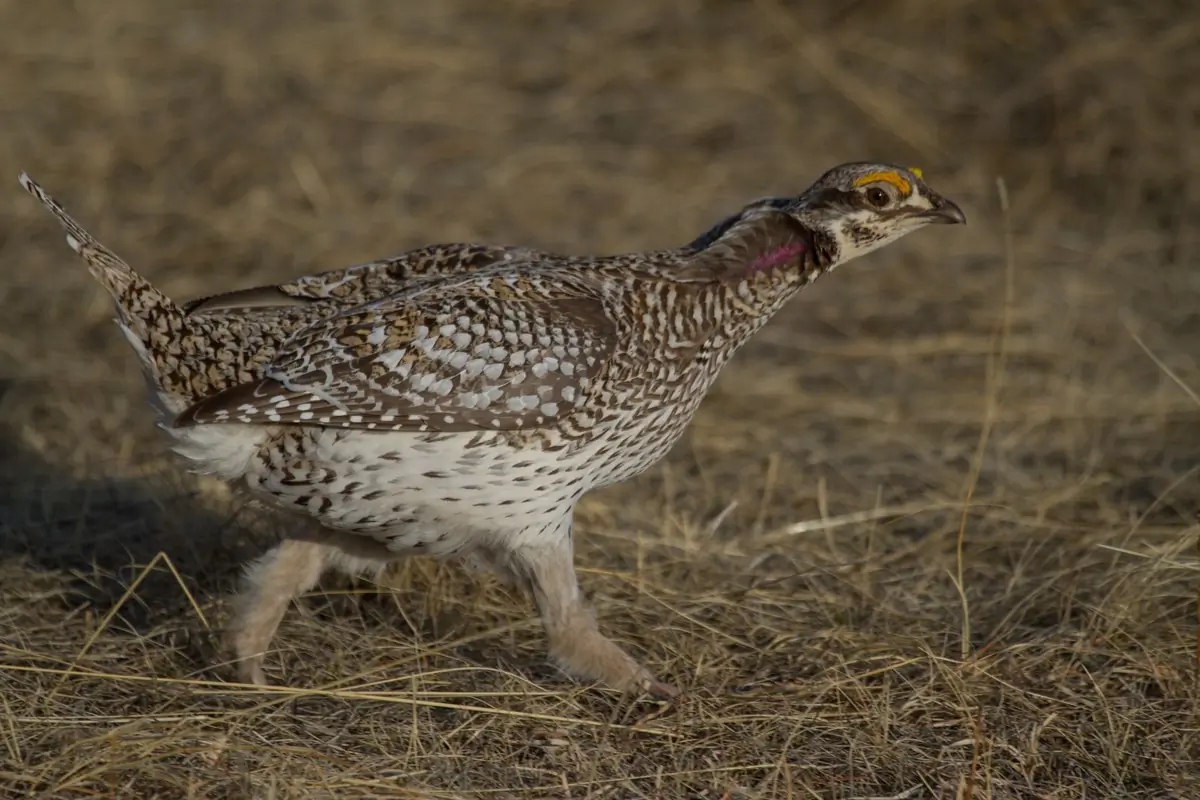 Sharp-tailed grouse
