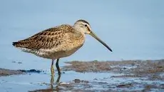 Short-billed dowitcher