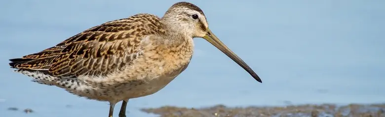 Short-billed dowitcher