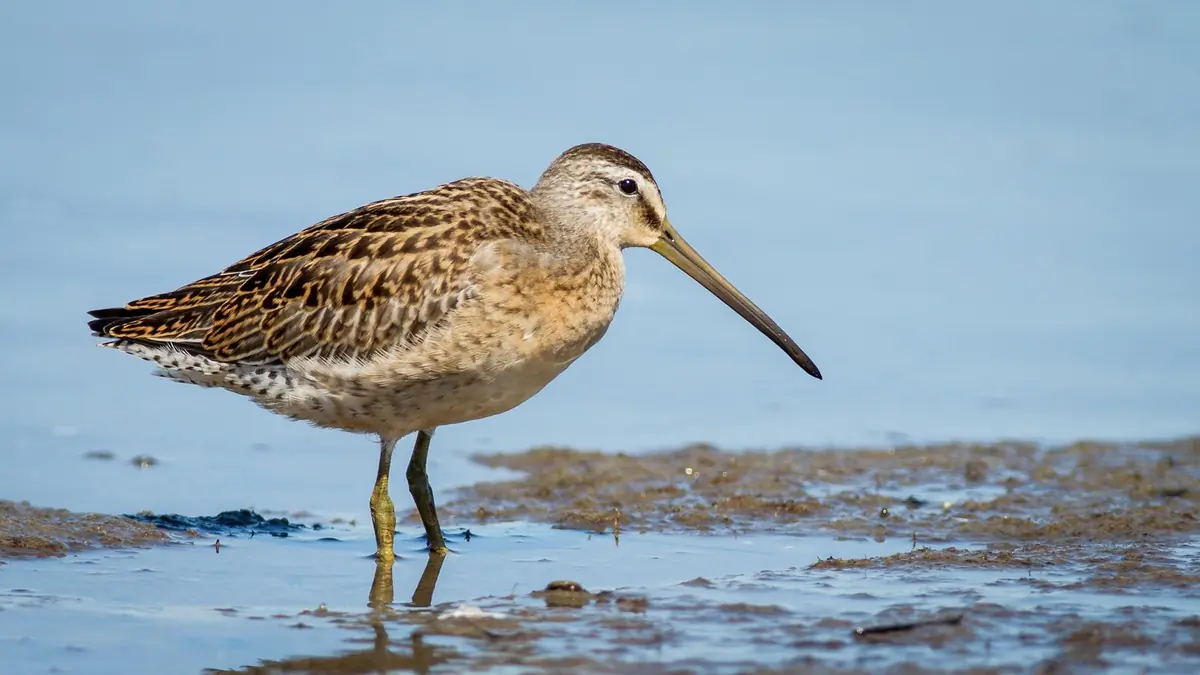 Short-billed dowitcher