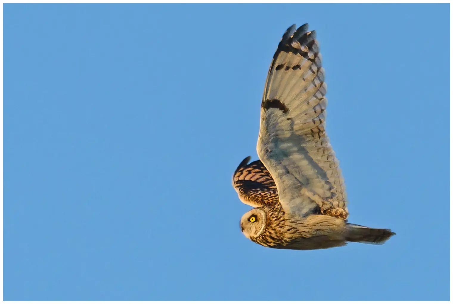 Short-eared owl