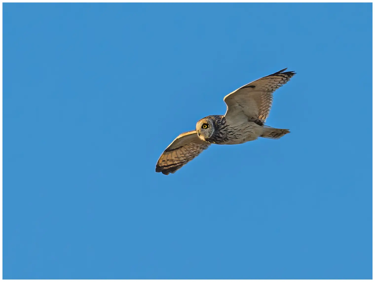 Short-eared owl