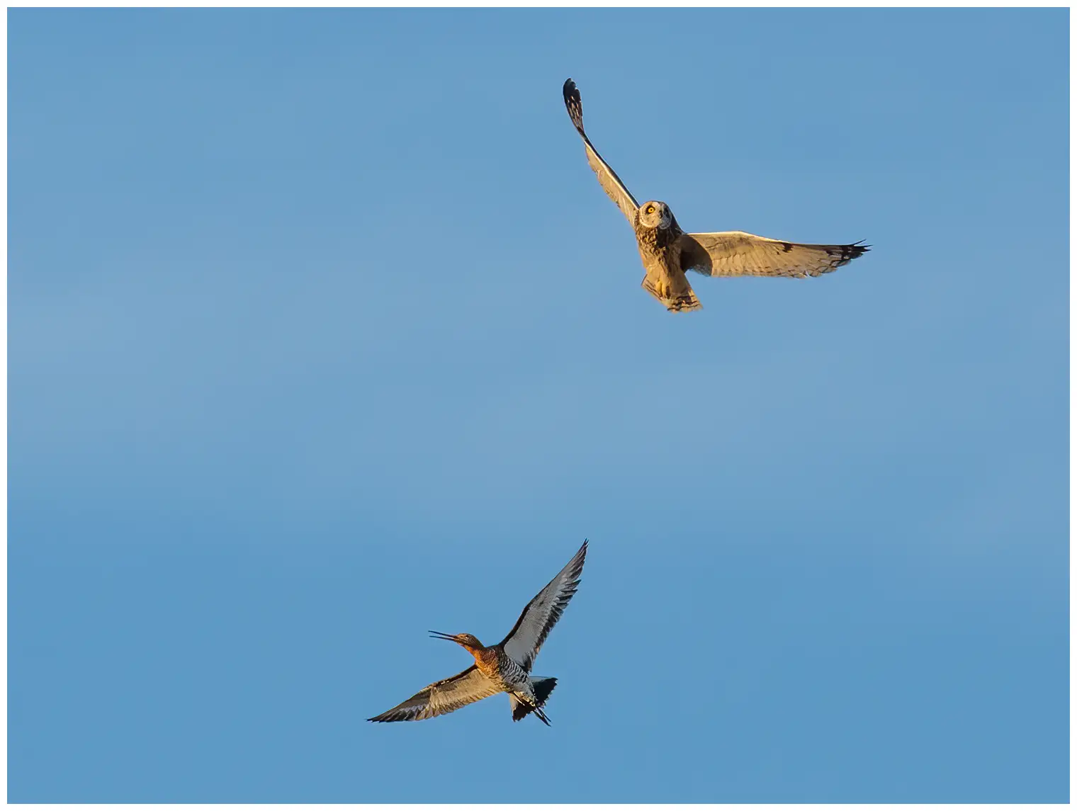 Short-eared owl