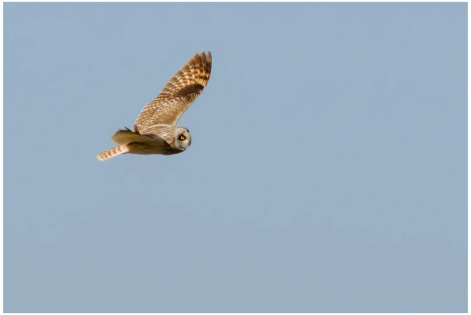Short-eared owl