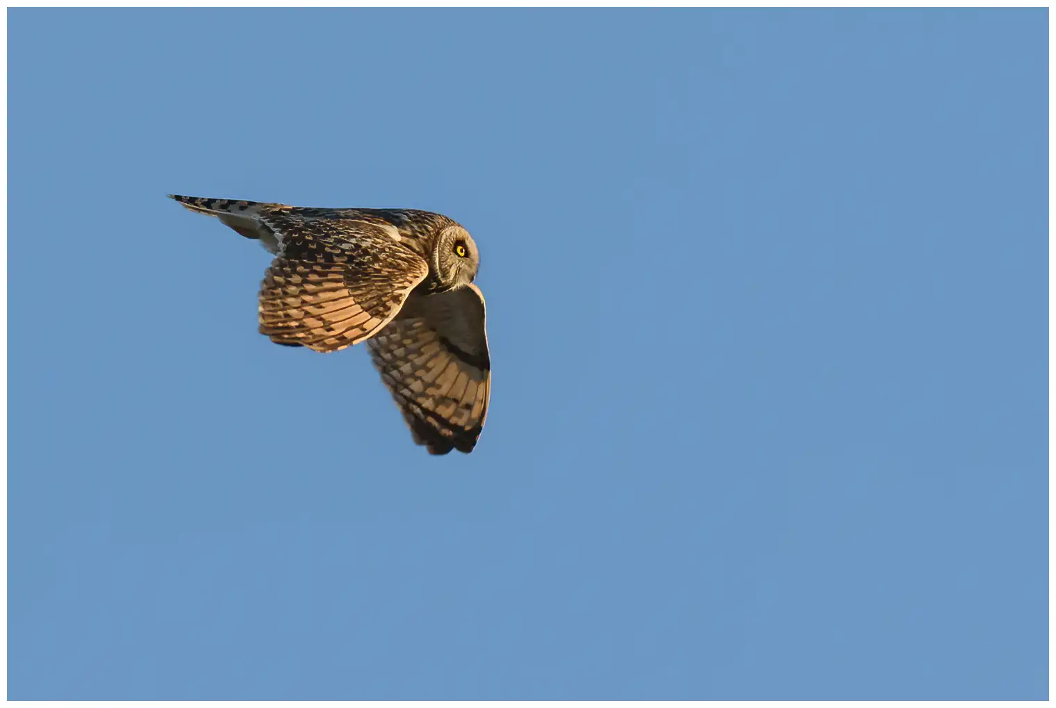 Short-eared owl